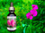 sweet pea flowers with flower essence bottle