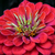 Cropped image of a Zinnia