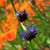 blue chia flowers against a backdrop of California Poppies