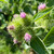 Purple burdock flower cluster