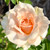 Single peach colored rose bloom
