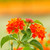 Bright red/orange lantana camara flowers against a sunset.