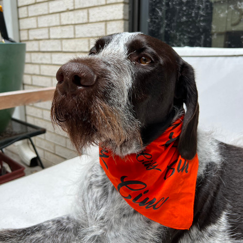 Cincy Football Dog Bandana