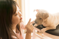 Creating a Cleaner, Safer Home for Pets with the Right Pet Stain Remover