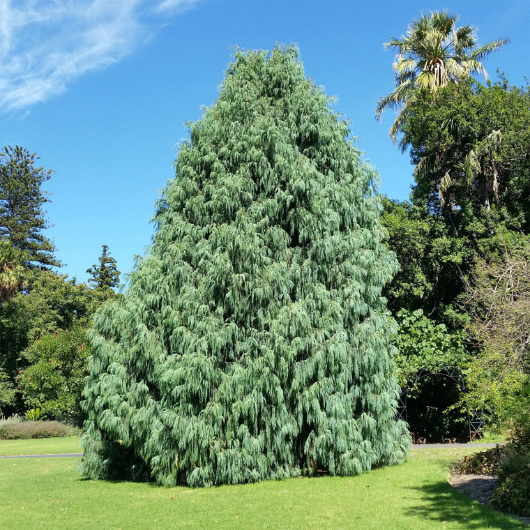 Exquisite Bhutan Cypress Collection: 30 Cupressus Cashmeriana Seeds for a Fragrant and Hardy Weeping Evergreen Tree | Non-GMO Heirloom Seeds