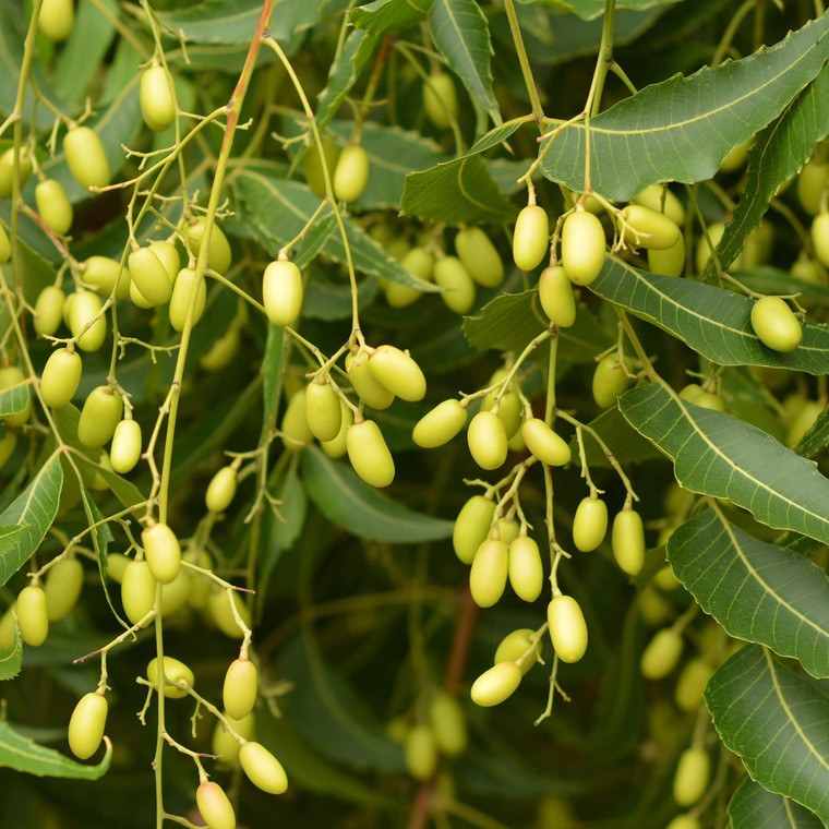 Indian Neem Evergreen Fast Growing Tree - 3 Beautiful Varieties for Privacy Screen and Striking Landscapes