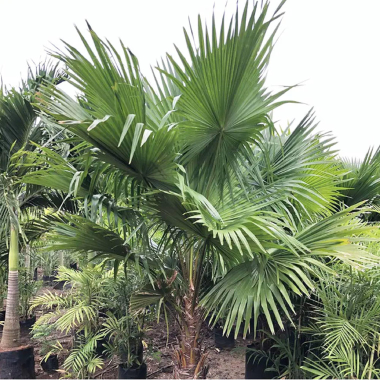 Rare Chinese Fan Palm Tree Seeds - Grow Your Own Livistona Chinensis for a Fast-Growing Privacy Screen