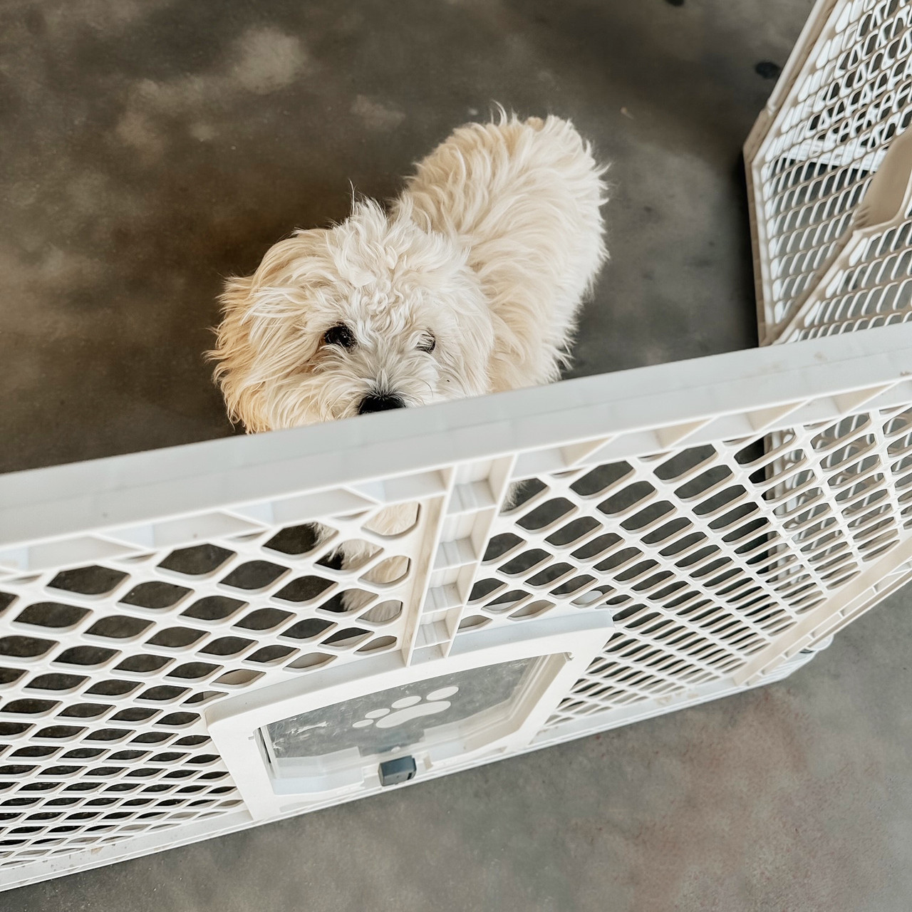 North States MyPet Petyard Passage® 6-Panel - North States