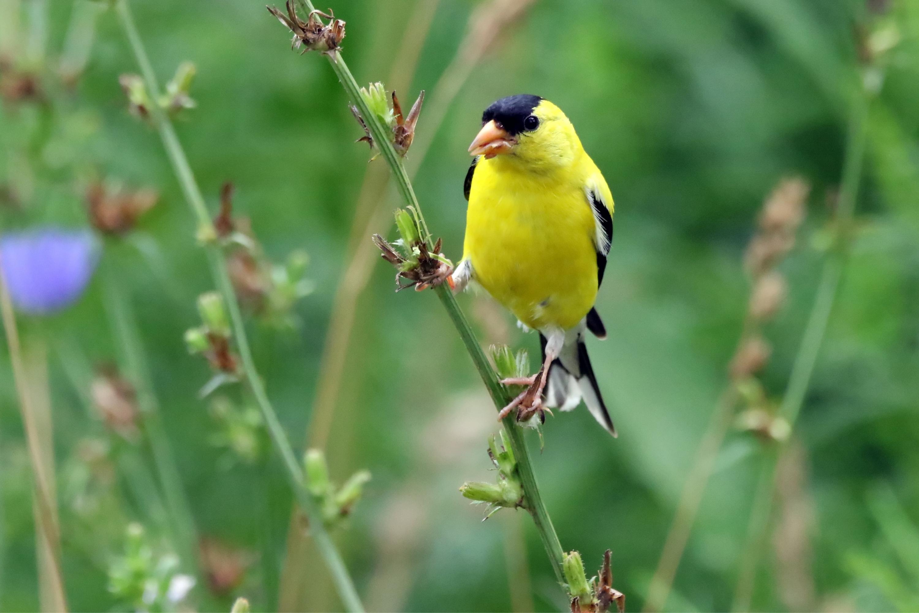 golfinch bird sitting on a branch