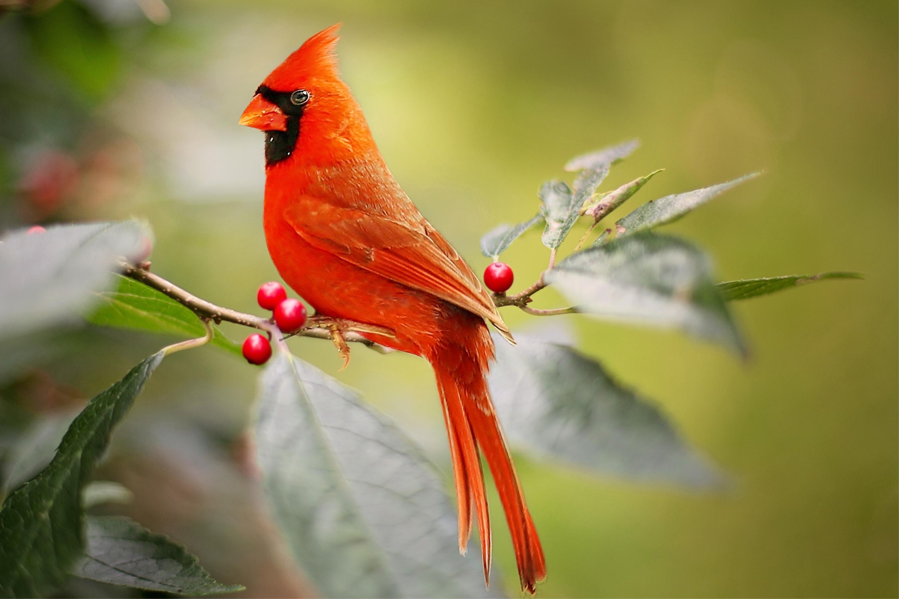 Red Cardinal bird sitting on a branch