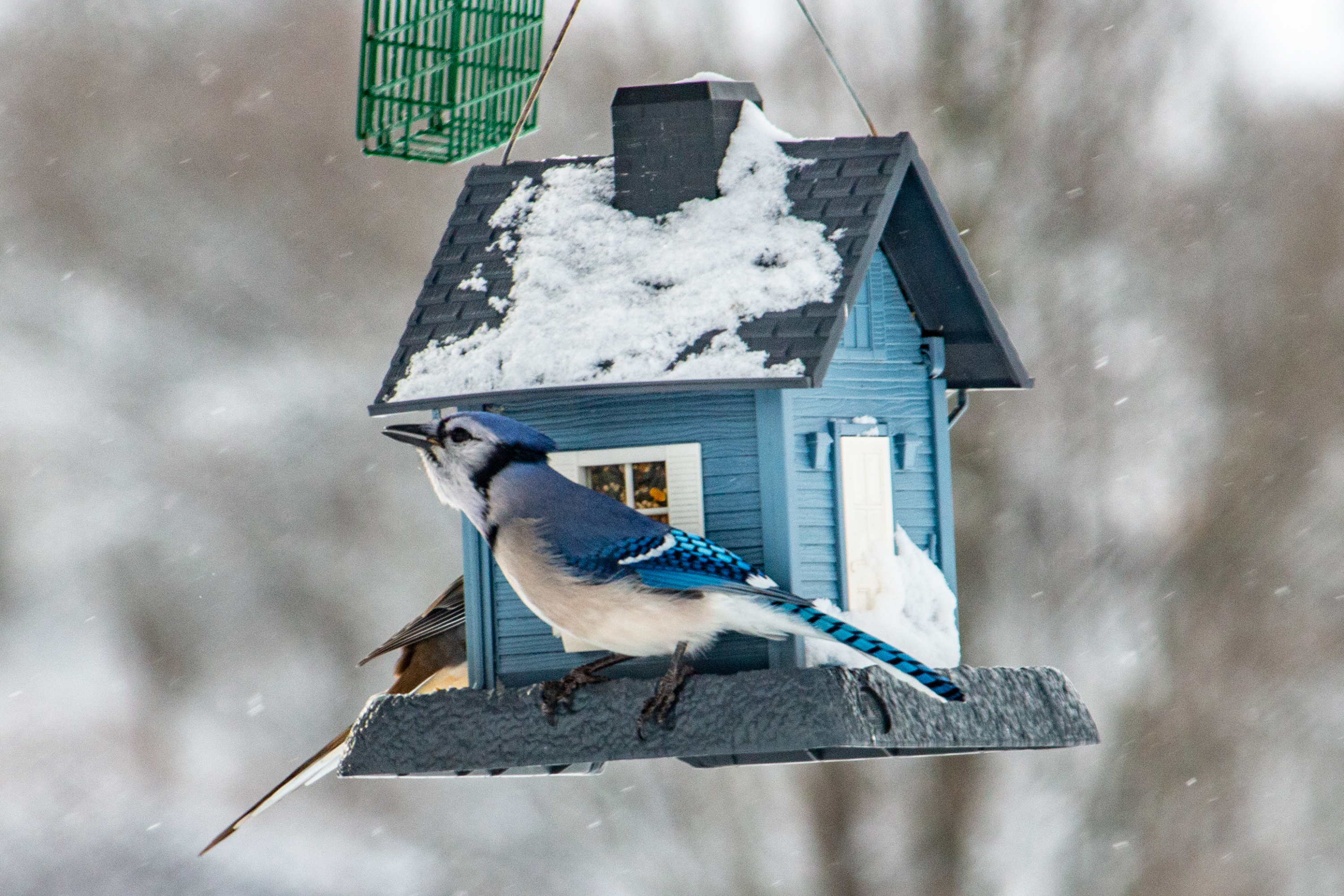 Blue cottage birdfeeder with birds