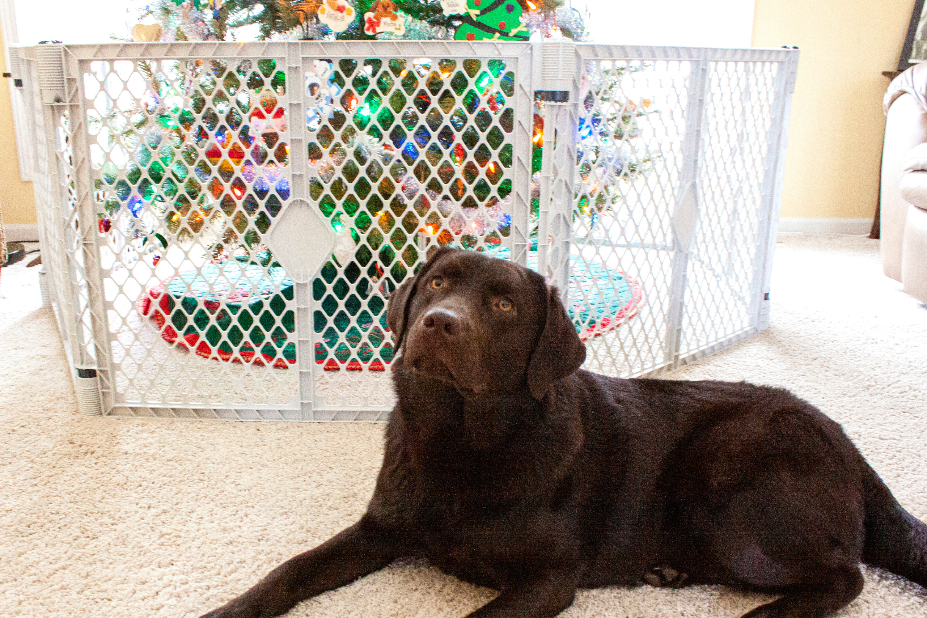 Dog in front of christmas tree and petyard