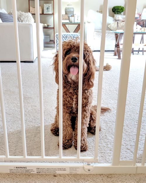 Dog behind pet gate