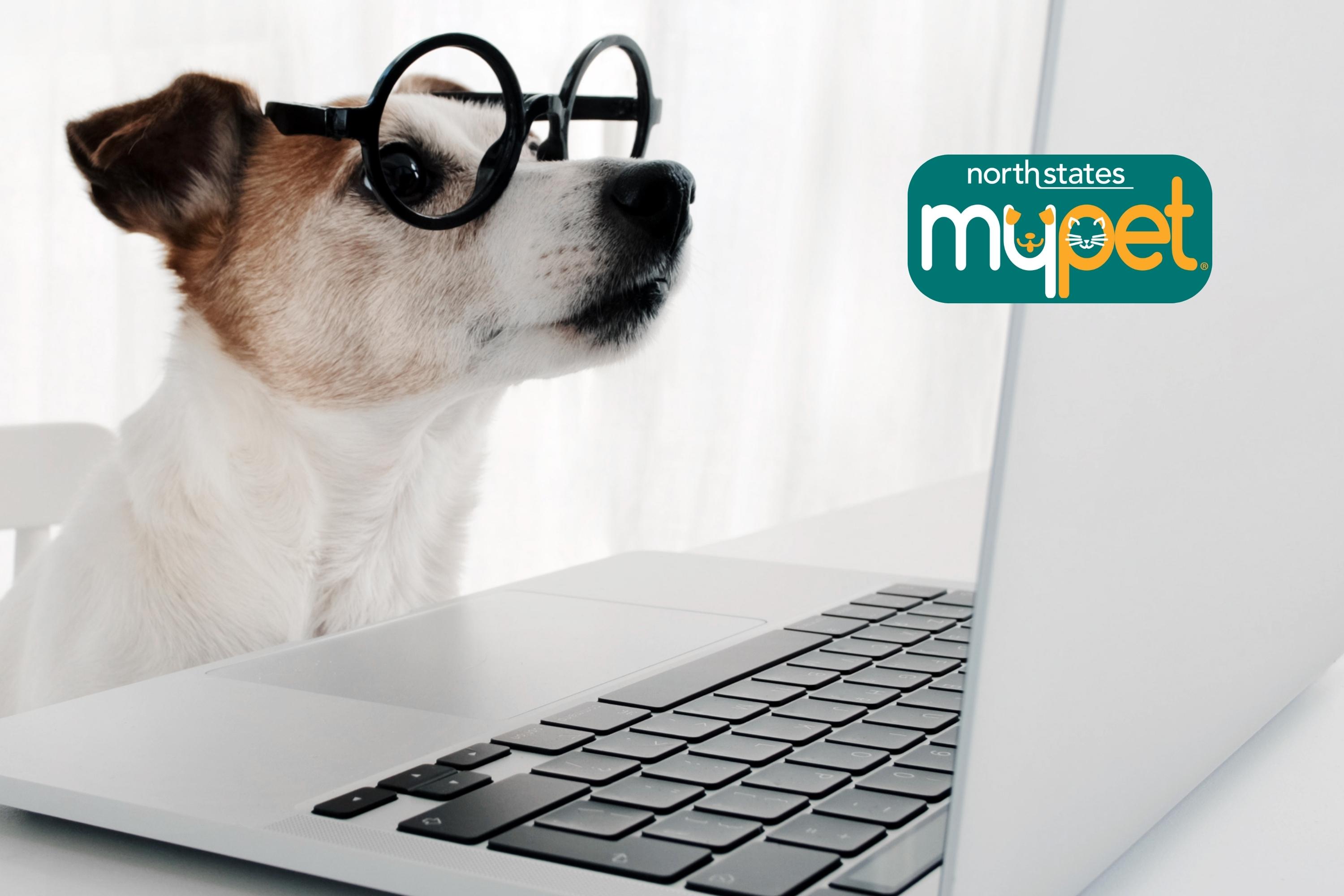 White and brown dog wearing black glasses looking at a laptop screen