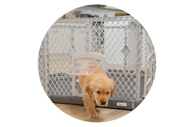 Puppy coming out of Petyard Protect