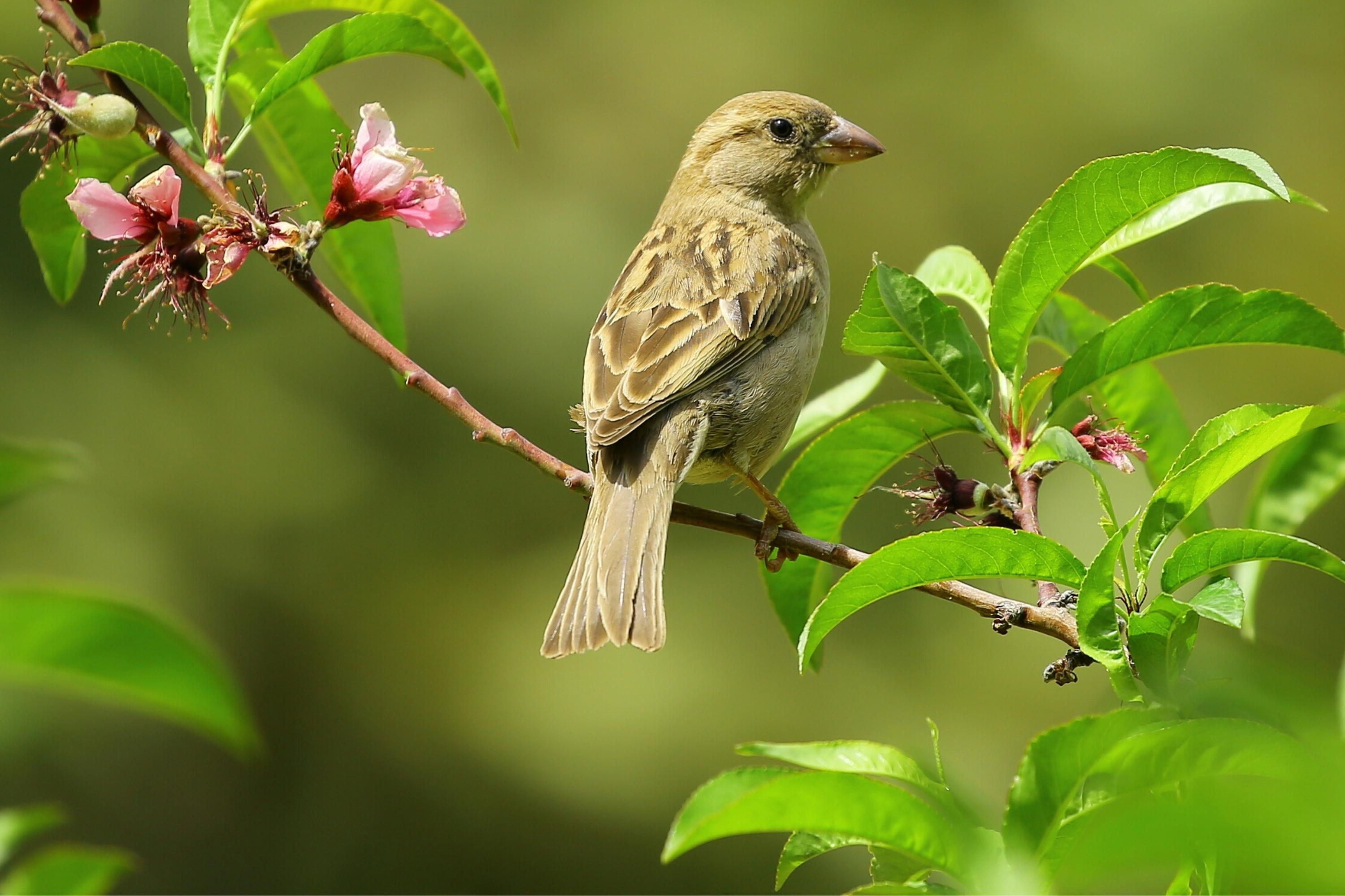 brown bird sitting on a branch with pink flowers