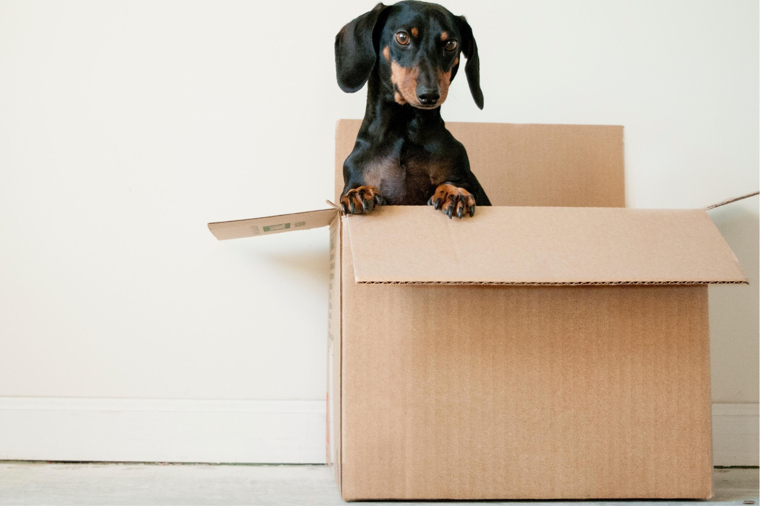 small black and brown dog sitting in a cardboard box