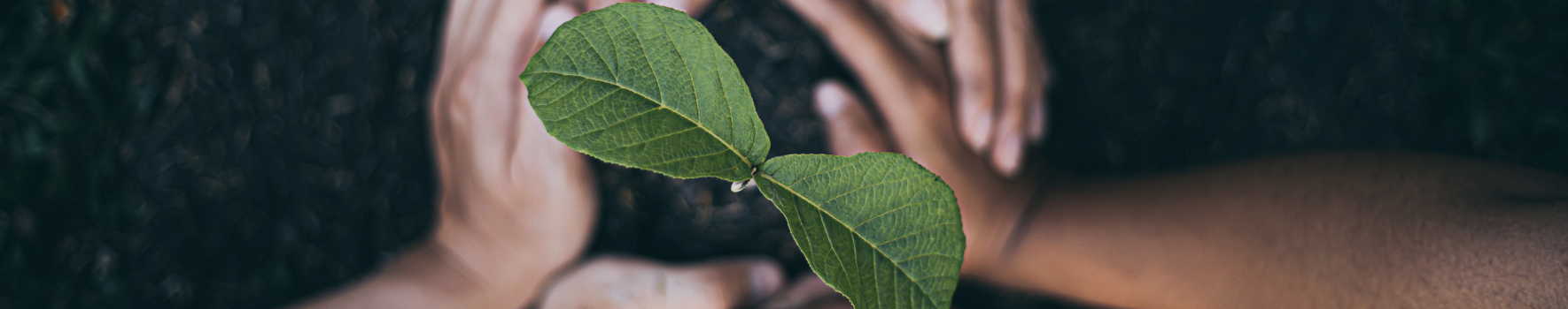 three sets of hands cupping a plant in dirt