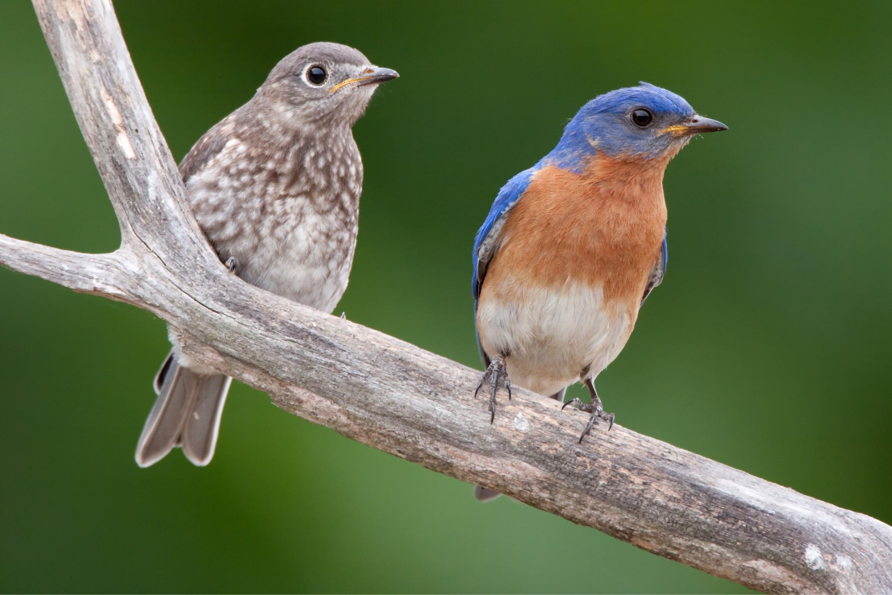 a brown bird and a bluebird sitting on a branch