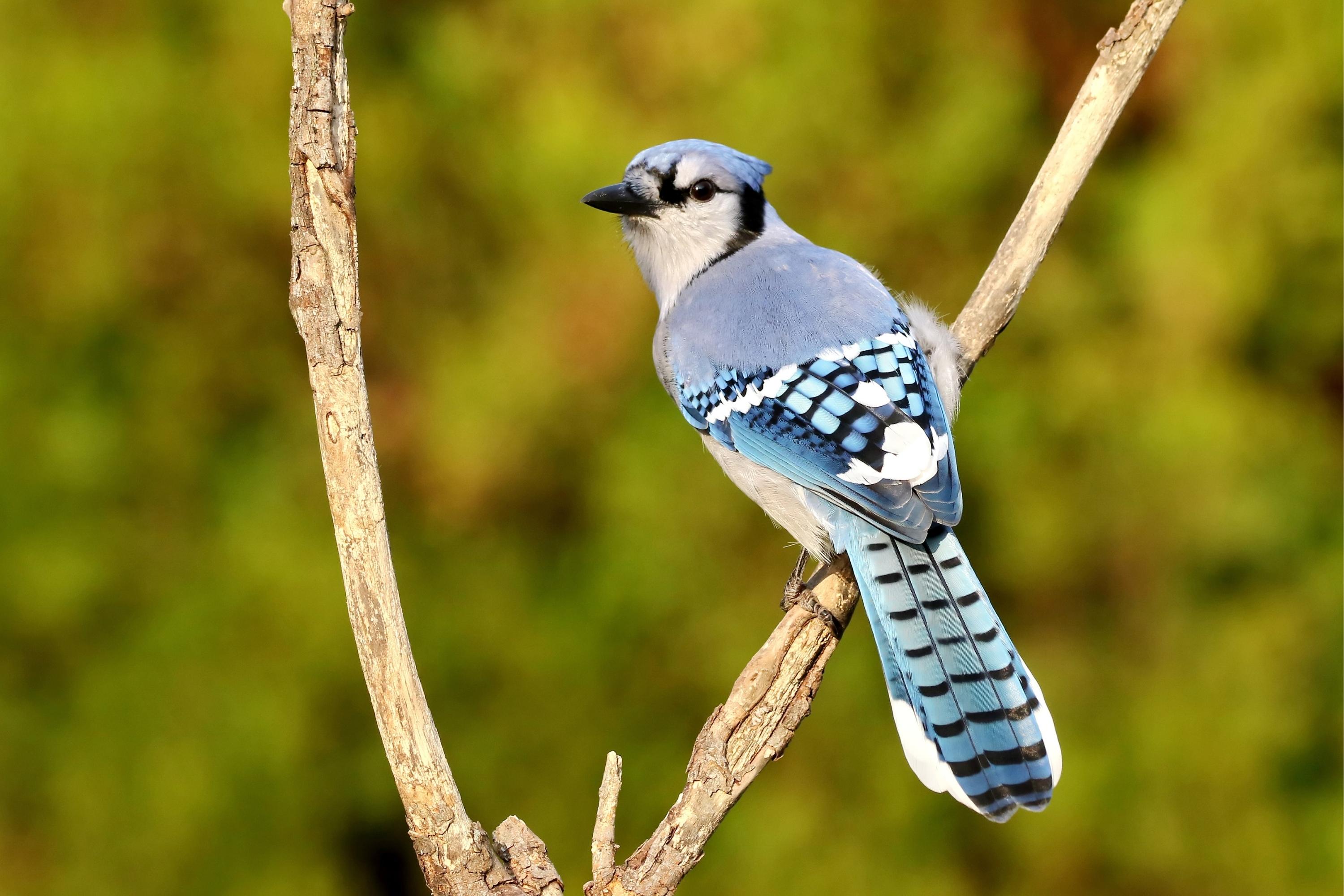 blue jay bird sitting on a branch