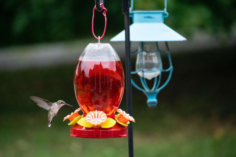festive-flower-hummingbird-feeder-r.png