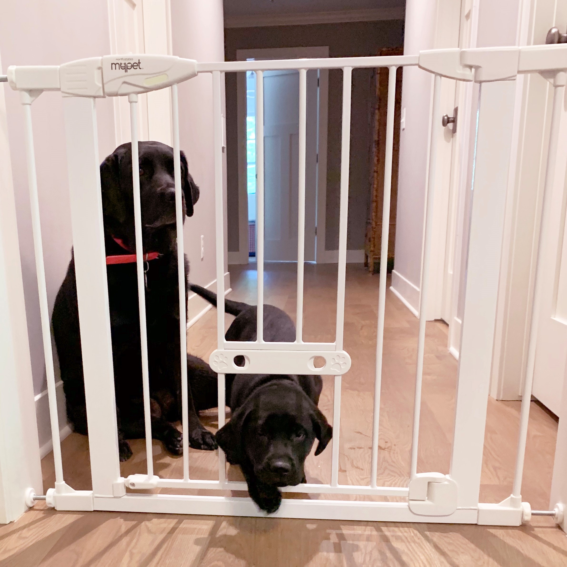 Permanent clearance dog gate