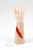 TraumaWear - Jagged Laceration Forearm with Bleeding Capacity