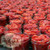 artisan Piquillo peppers factory