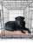 Soggy Doggy Crate Mate - Beige Medium
