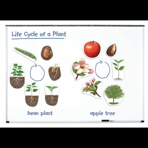Giant Magnetic Plant Life Cycle Set - 12 Pieces