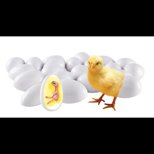 Chicken Life Cycle - Set of 21 Eggs