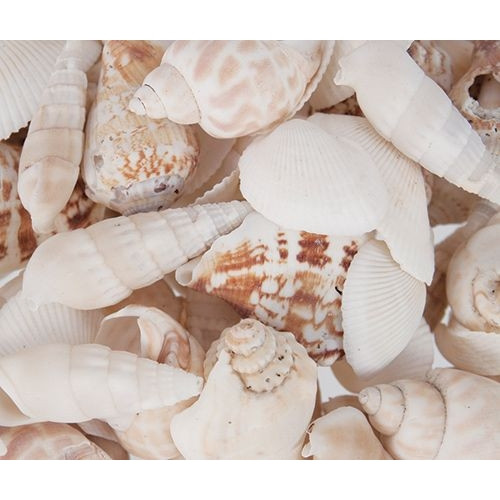 ZART SEA SHELLS Pack of 700g