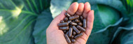 Do Probiotic Supplements Really Work? Expert Answers 
