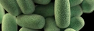 What Makes a High-Quality Probiotic? 