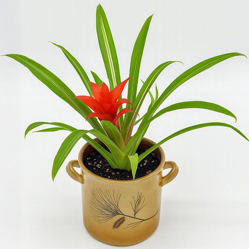 pachira money tree plant Pachira Aquatica Money Tree House Plant – Plants For All Seasons main image 0