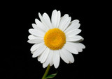 April's Blossoming Beauty: A Personal Love Affair with the Daisy