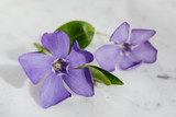 February's Floral Gem: Delighting in the Violet