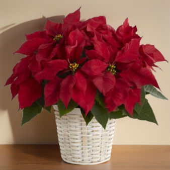 Poinsettia Basket