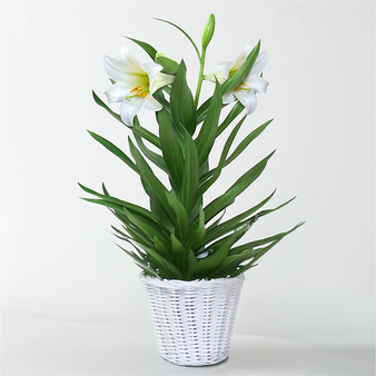 Easter Lily Plant