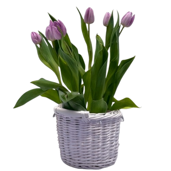 Tulip Plant