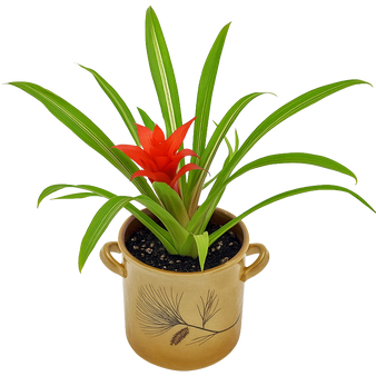 Bromelia