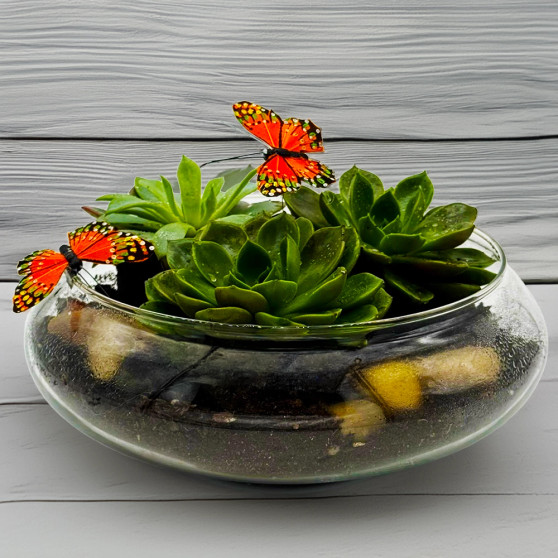 Green succulents in a clear dish with butterflies
