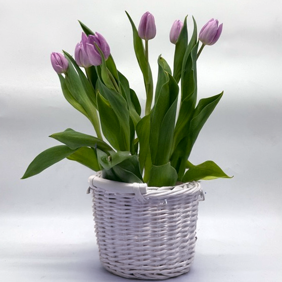 Tulip Plant