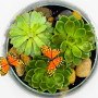 Green succulents in a clear dish with butterflies top camera angle