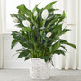The Spathiphyllum Plant