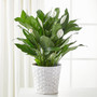 The Spathiphyllum Plant