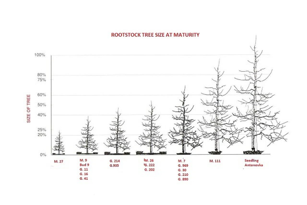 Rootstock