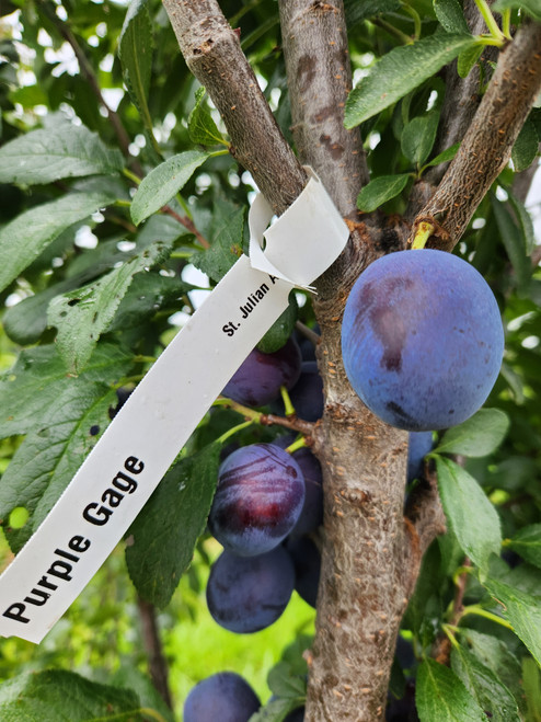 Purple Gage Scionwood