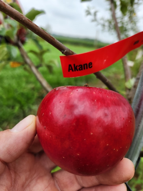 Akane Custom Benchgraft