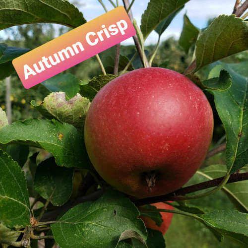 Autumn Crisp Custom Benchgraft